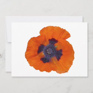 Carte Pavot orange écarlate 1