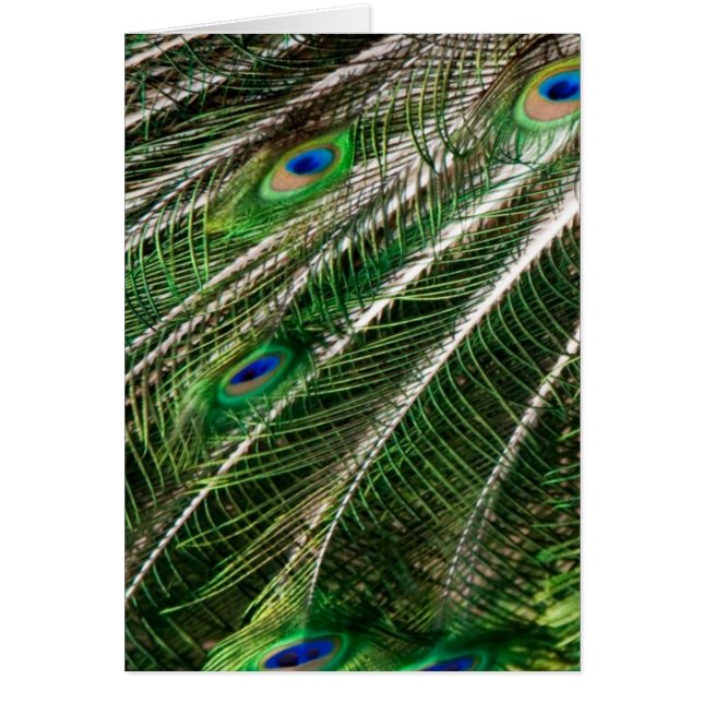 Carte Peacock plumes (Devant)