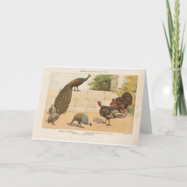 Carte Peacock, Turquie & Guinée Fowl (Devant)