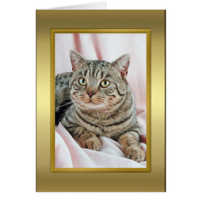 Carte Pedigree Cat (Devant)