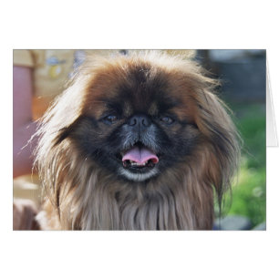 Carte Pekingese