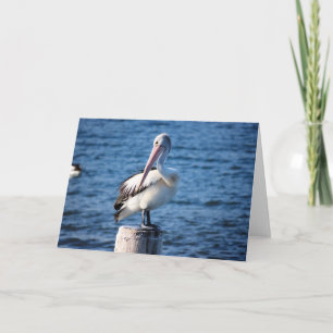 Carte Pélicans oiseaux marins océan mer gros oiseaux plu