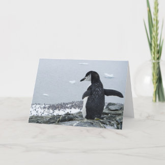 Carte Penguinzilla