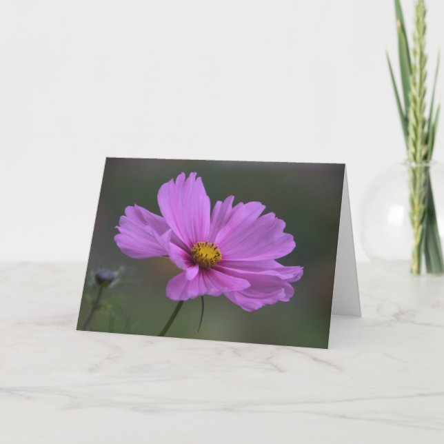 Carte Pensée à vous - fleur de cosmos (Devant)