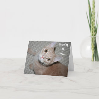 Carte Penser à vous Kitten