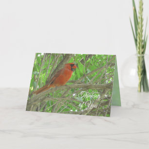 Carte Pensez à vous   Cardinal assis sur la branche de l