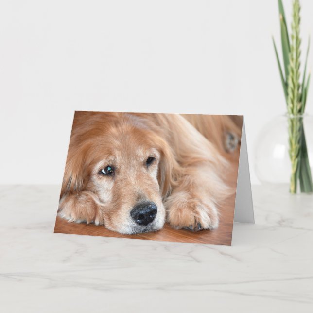 Carte Pensez à vous Golden Retriever (Devant)