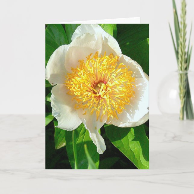 CARTE PEONNE BLANCHE AVEC CENTRE JAUNE/COLLINE DE CHERRY (Devant)