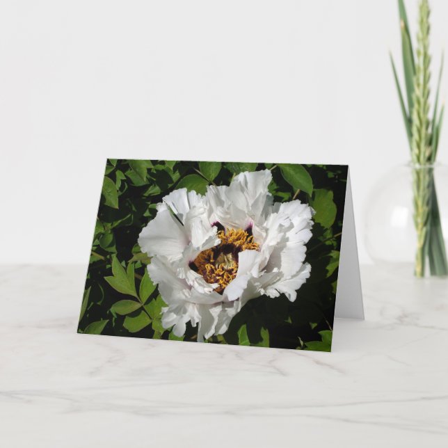 Carte Peony blanc (Devant)
