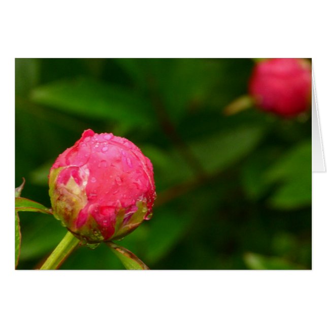 Carte Peony Bud (Devant horizontal)