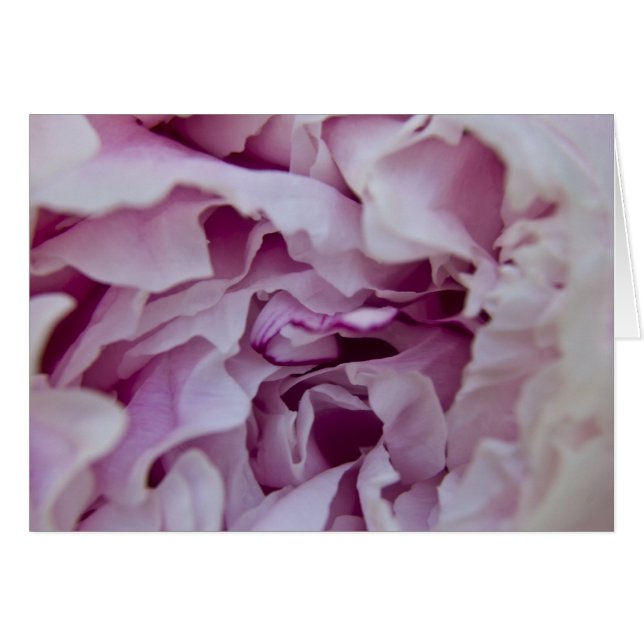 Carte Peony violet (Devant horizontal)