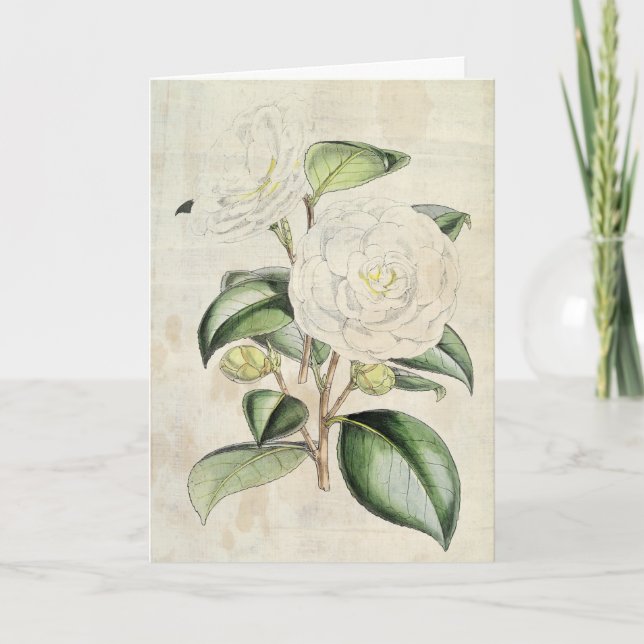 Carte Perle botanique vintage Camellia (Devant)
