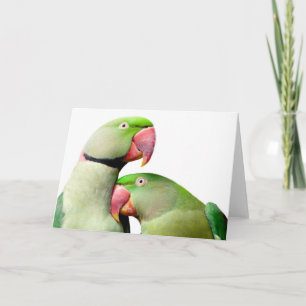 Carte perroquet