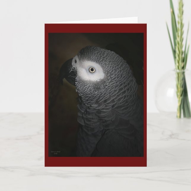 CARTE PERROQUET 4-GREY (Devant)