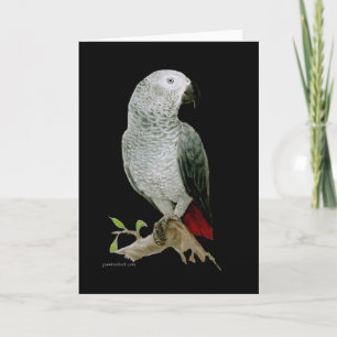 Carte - Perroquet gris africain