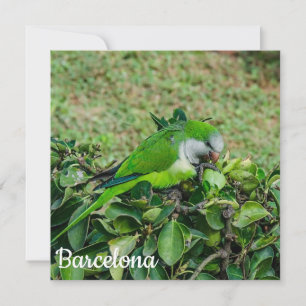 Carte Perroquet vert