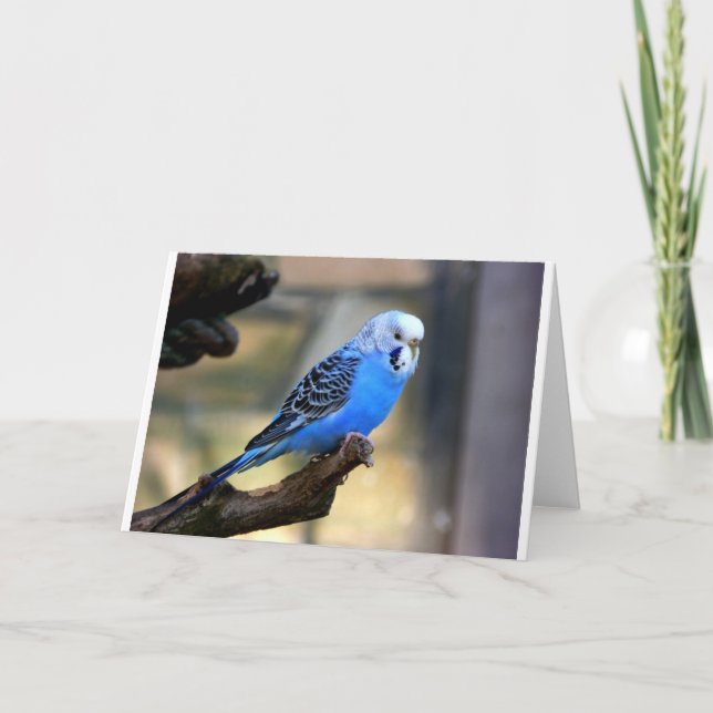 Carte Perruche bleue (Devant)
