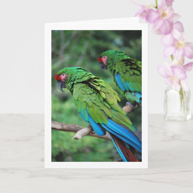 Carte Perruches Vertes Rouges et Bleues (Orchidée)