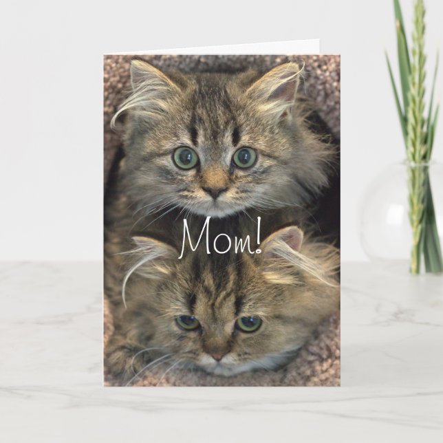 Carte Persian Kitten Mère's Day Card (Devant)