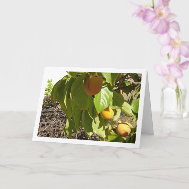 Carte Persimmons dans le portrait d'arbre (Orchidée)