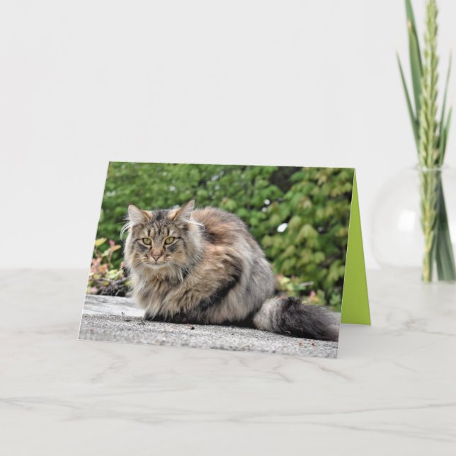 Carte personnalisable de chaton Maine Coon mignon (Devant)