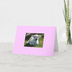 Carte Petit agneau