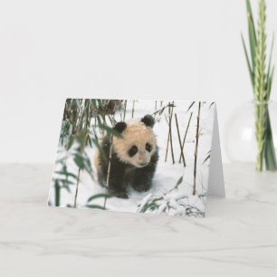 Carte Petit animal de panda sur la neige, Wolong,