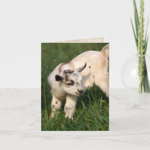 Carte Petit bébé chèvre