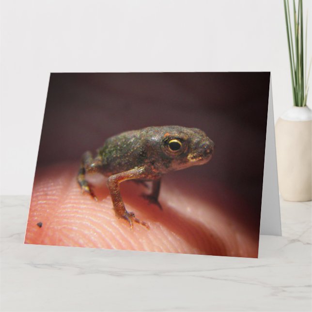 Carte Petit Bébé mou crapaud / Tadpole (Devant)