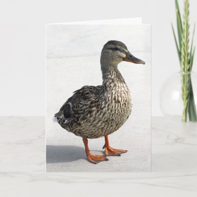 Carte Petit canard (Devant)