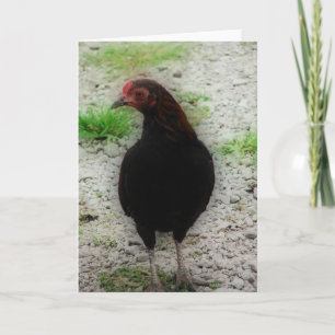 Carte Petit coq noir