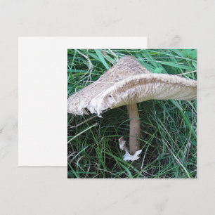 Carte Petit grand champignon