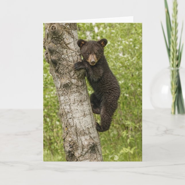Carte Petit Ours noir dans l'arbre (Devant)
