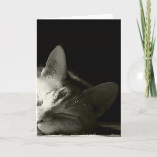 Carte "Petit somme de chat " (Devant)