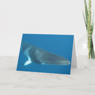 Carte Petite baleine naine