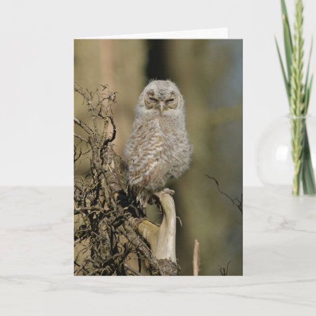 Carte Petite chouette tawny (Devant)