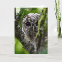 Petite chouette tawny