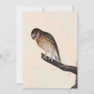 Carte Petite chouette William Lewin