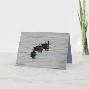 Carte Petits plongeurs