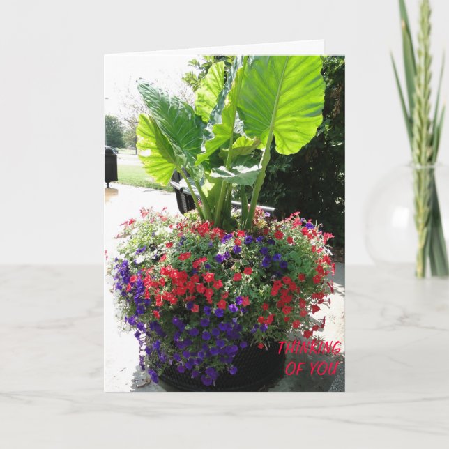 Carte Petunias & Oreille éléphante, Penser à vous (Devant)