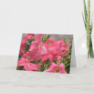 Carte Pétunias roses