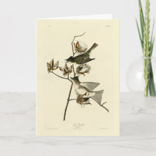 Carte Pewit Flycatcher, Phoebe, Audubon Birds of America