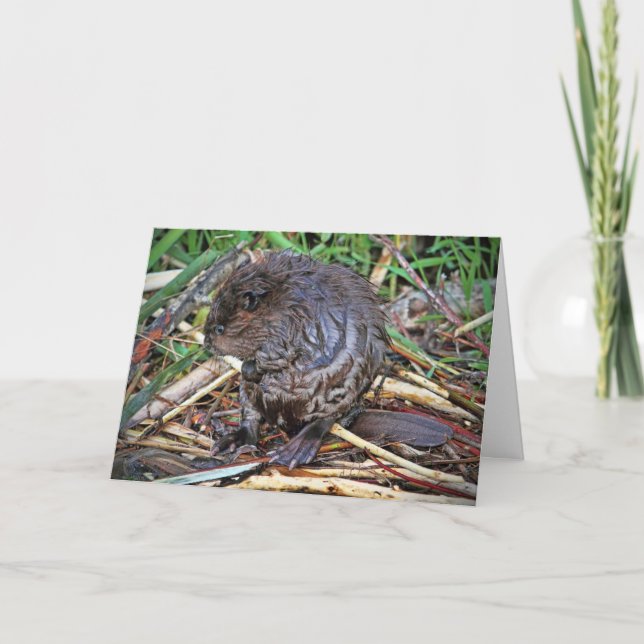 Carte Photo Baby Beaver (Devant)