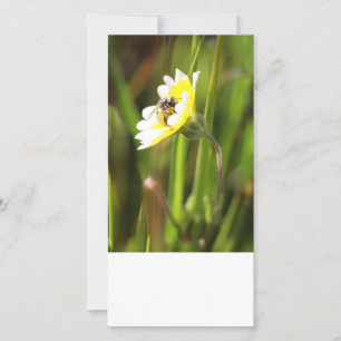 Carte photo blanc, Bumble Bee