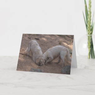 Carte photo blanc Golden Retriever