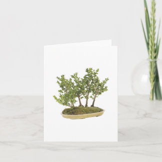 Carte Photo Bonsai 3