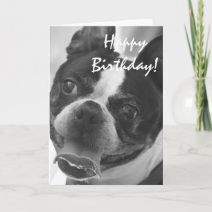 Carte Photo Boston Terrier