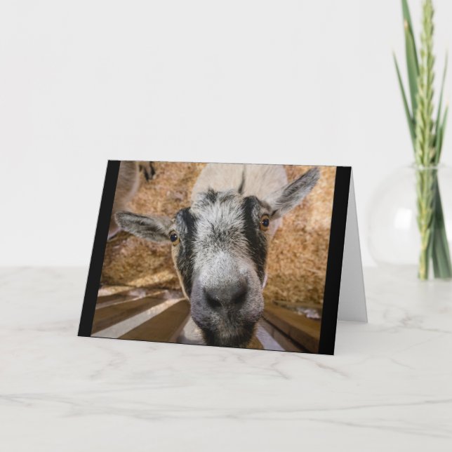 Carte Photo Brown et noire de chèvre nubienne mignonne (Devant)