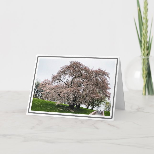 Carte Photo Cerisier rose clair avec pétales au sol (Devant)