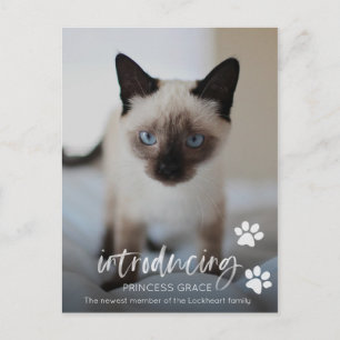 Carte photo d'adoption de chats ou de chats, prése